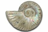 Silver Iridescent Ammonite (Cleoniceras) Fossil - Madagascar #346722-1
